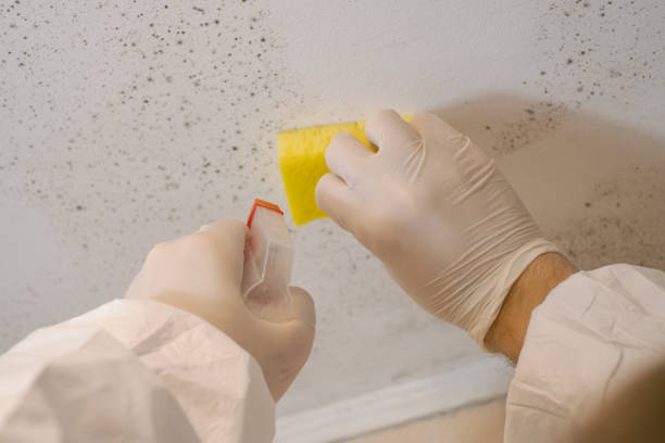 Best Forensic Mold Investigation  in Cobb Island, MD